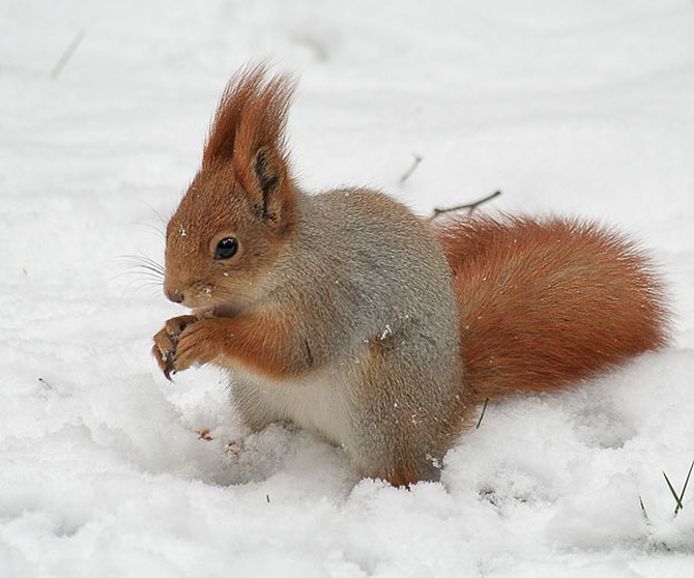 fauna da Rússia - esquilo vermelho