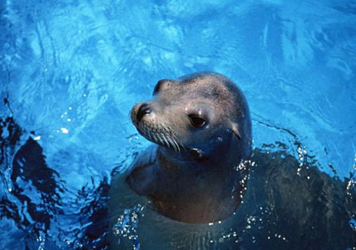 fauna da Rússia - foca comum