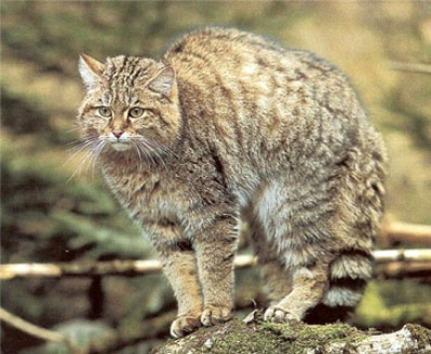 fauna da Rússia - gato do mato do Extremo Oriente
