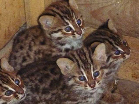 fauna da Rússia - gato leopardo de Amur
