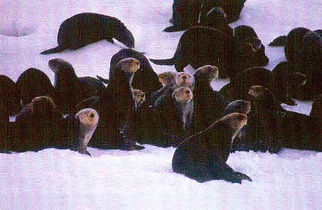 fauna da Rússia - lontra marinha