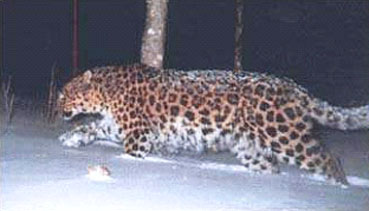 animais da Rússia - leopardo do Extremo Oriente