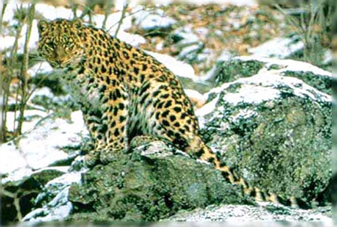 fauna da Rússia - leopardo siberiano