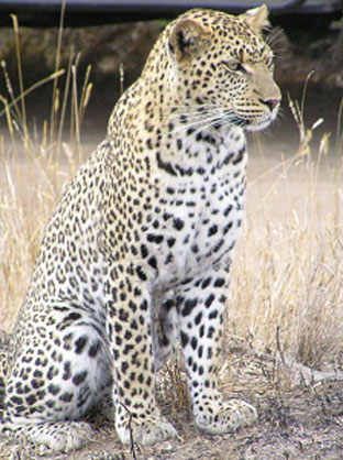 fauna da Rússia - leopardo do Extremo Oriente