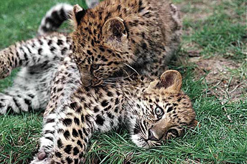 fauna da Rússia - leopardo siberiano