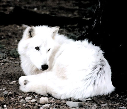 fauna da Rússia - lobo polar