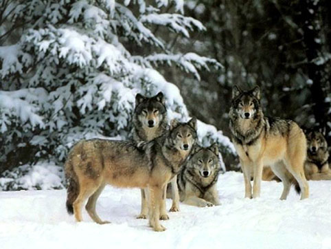 animais da Rússia - lobos