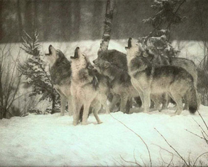 fauna da Rússia - lobos