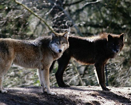 fauna da Rússia - lobos