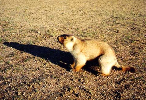 fauna da Rússia - marmota