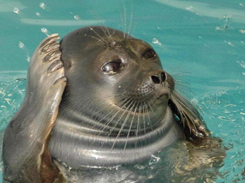 animais da Rússia - nerpa ou foca anelada