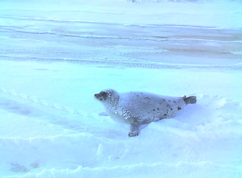 fauna da Rússia - nerpa ou foca anelada