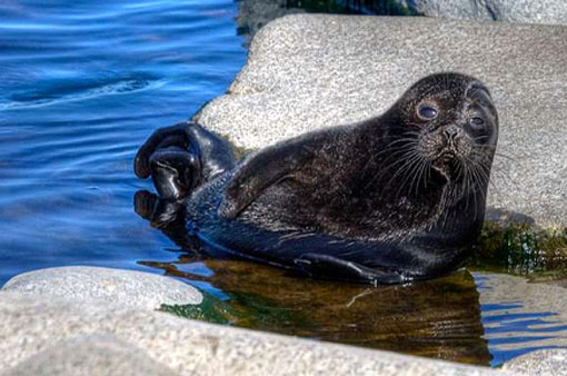 animais da Rússia - foca de Baikal