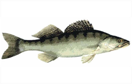 peixes da Rússia - lucioperca ou sudak