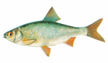 peixes da Rússia - rutilo ou peixe ciprínida