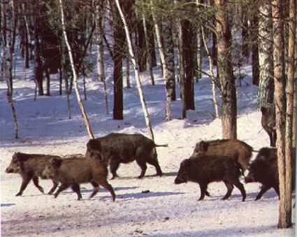 animais da Rússia - javali ou porco selvagem