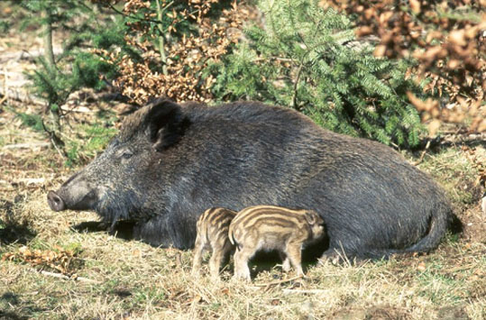 fauna da Rússia - javali ou porco selvagem