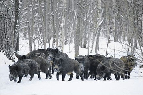 fauna da Rússia - javali ou porco selvagem