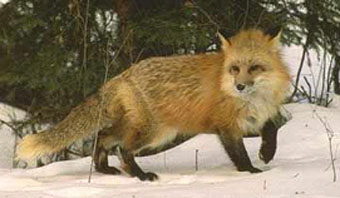 fauna da Rússia - raposa vermelha