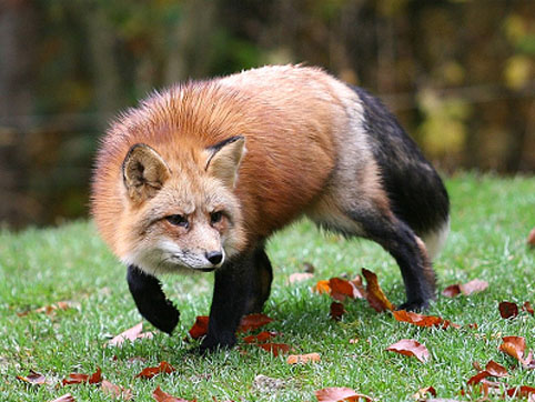 fauna da Rússia - raposa vermelha
