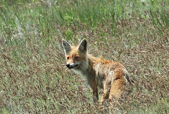 fauna da Rússia - raposa das estepes ou corsak