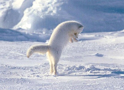 fauna da Rússia - raposa do Ártico ou raposa polar