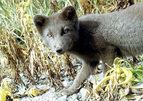 fauna da Rússia - raposa ártica