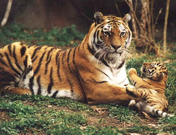 animais da Rússia - tigre de Amur ou tigre siberiano