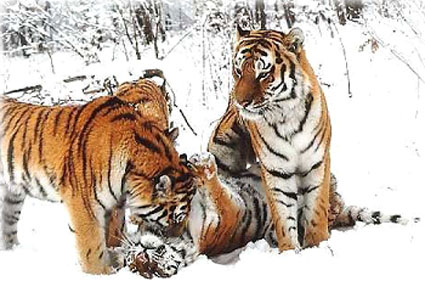fauna da Rússia - tigre de Amur ou tigre siberiano