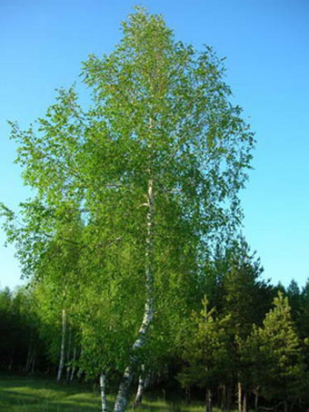 árvores folíferas da Rússia - uma bétula russa