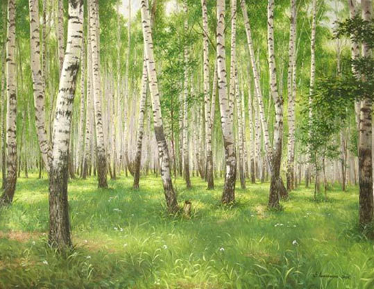 vegetação da Rússia - bosquete de bétulas