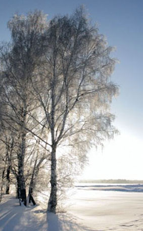 árvores folíferas da Rússia - bétulas de inverno