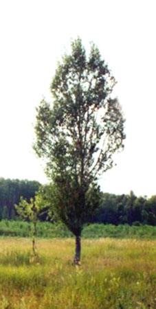 árvores folíferas da Rússia - choupo ou álamo