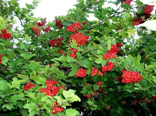 vegetação da Rússia - viburno ou viburnum