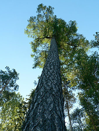 árvores coníferas da Rússia - pinheiro da Angara