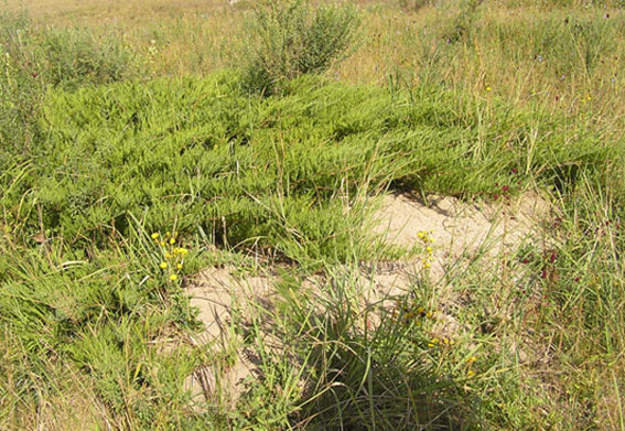 vegetação da Rússia - junipero de cossaco no estepe