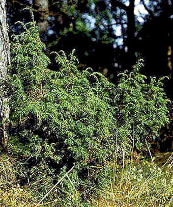 árvores coníferas da Rússia - junipero na ourela de bosque