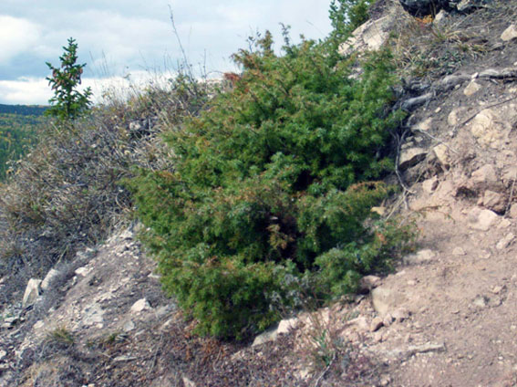 vegetação da Rússia - junipero da montanha