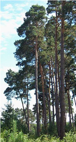 árvores coníferas da Rússia - pinheiro