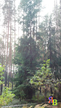 floresta mista - a natureza da região de moscou em fotos - rússia