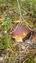 cogumelo polaco - a natureza da região de moscou em fotos - rússia