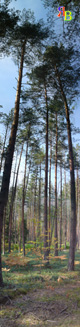 floresta dos pinheiros - a natureza da região de moscou em fotos - rússia