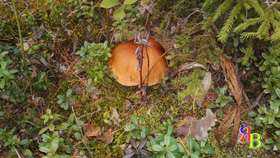 cogumelo branco - a natureza da região de moscou em fotos - rússia