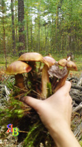 cogumelo oleoso - a natureza da região de moscou em fotos - rússia