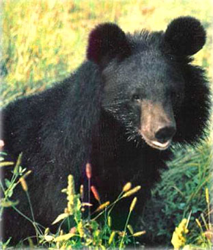 animais da Rússia - urso negro asiático ou urso negro himalaio