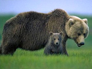 fauna da Rússia - urso pardo