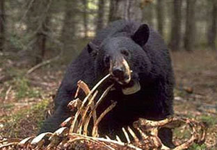 fauna da Rússia - urso negro asiático ou urso negro himalaio