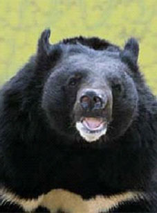 fauna da Rússia - urso negro asiático ou urso negro himalaio