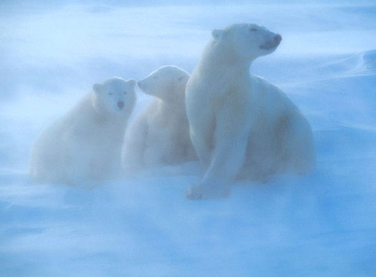 animais da Rússia - urso polar ou urso branco
