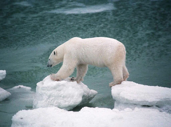 fauna da Rússia - urso polar ou urso branco